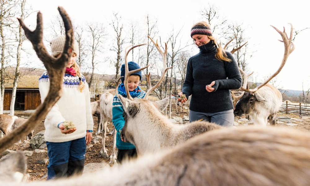 Reinsdyrmating på Langedrag Naturpark. Foto: Paul Lockhart.